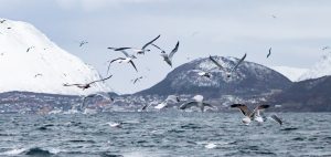 whale watching Norway covid 2020 seabirds