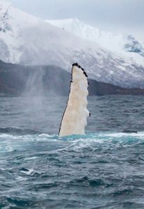 whale watching Norway covid 2020 fin