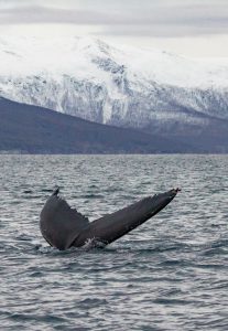 whale watching Norway covid 2020 fluke