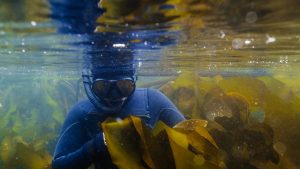 kelp forest salish sea freediving