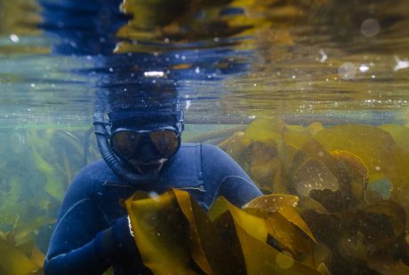 kelp forest salish sea freediving