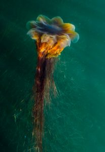 kelp forest salish sea lions mane