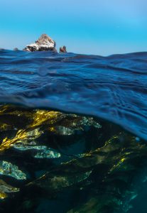 kelp forest salish sea british columbia
