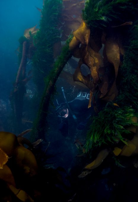 kelp forest salish sea freediver