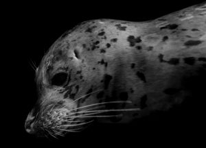 kelp forest salish sea harbour seal