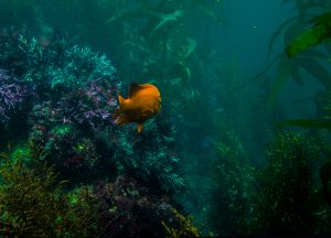 kelp forest salish sea marine life
