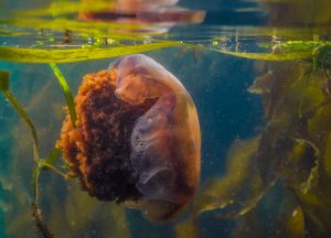 kelp forest salish sea jellyfish