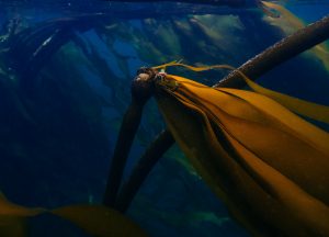 kelp forest salish sea