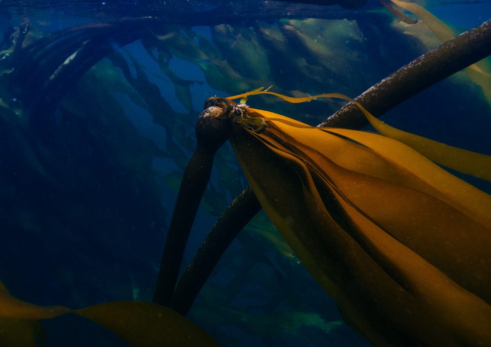 kelp forest salish sea