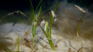 UK seagrasses seahorse