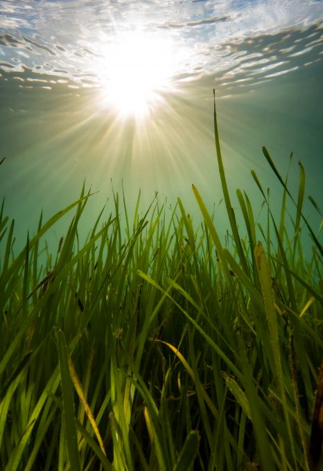 UK seagrasses seagrass meadow