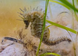 snakelocks anenome plymouth seahorse