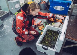 UK seagrasses Ocean Conservation Trust