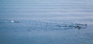 wild swimming cornwall ocean