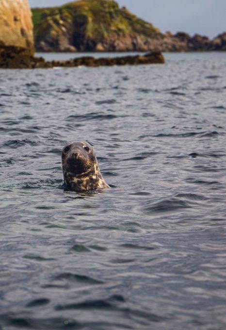 wild swimming cornwall seal