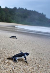 Bangkaru Island turtles hatchlings