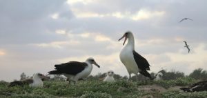 Midway Island Laysan Albatross