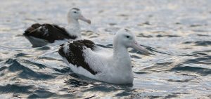 Midway Island Tristan Albatross
