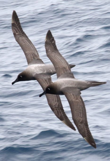 Midway Island light-mantled Albatross