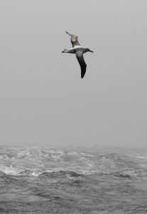 Midway Island wandering Albatross