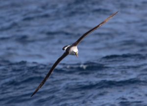 yellow-nosed albatross