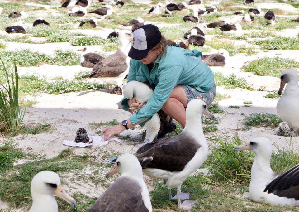Midway Island Albatross tagging