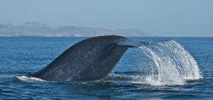 Whale safe ship strikes Santa Barbara Channel fluke