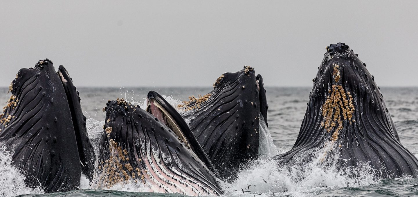 Whale safe ship strikes Santa Barbara Channel humpback whales