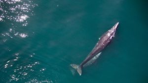 Whale safe ship strikes Santa Barbara Channel grey whale