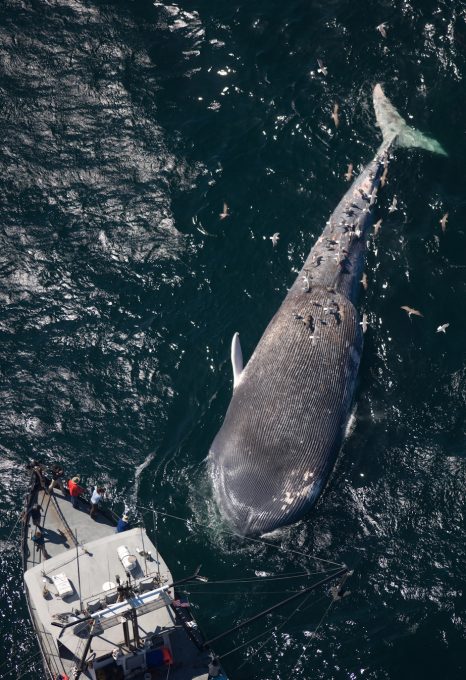 Whale safe ship strikes Santa Barbara Channel dead whale