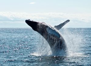 Whale safe ship strikes Santa Barbara Channel humpback