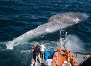 Whale safe ship strikes Santa Barbara Channel blue whale