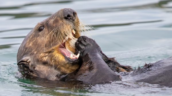 Rise in algal blooms puts southern sea otters at increased risk of ...