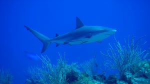 shark sanctuary Bahamas MPA