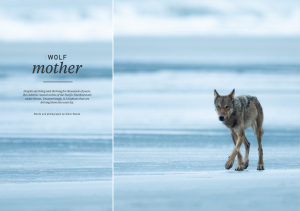 Oceanographic Magazine, Issue 16, Wolf mother