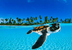 Turtle hatchling, Bahamas, David Doubilet, Behind the lens, Oceanographic Magazine, Issue 17