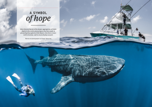 Oceanographic Magazine, Issue 17, Mexico whale sharks