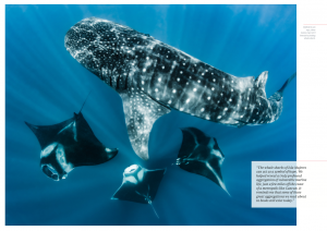 Whale shark, manta rays, Isla Mujeres, Mexico, Oceanographic Magazine, Issue 17