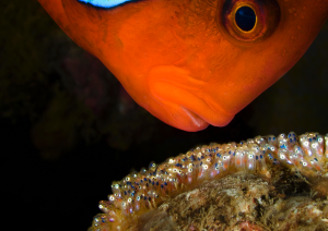 Clownfish and eggs, David Doubilet, Behind the lens, Oceanographic Magazine, Issue 17