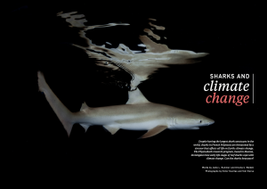 Sharks and climate change, Oceanographic Magazine, Issue 17