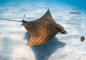 Ornate eagle ray, Ningaloo reef, Australia, Oceanographic Magazine, Issue 17