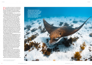 Unicorn of the sea, Ornate eagle ray, Ningaloo reef, Australia, Oceanographic Magazine, Issue 17