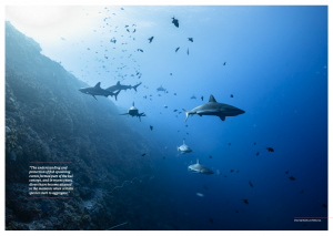 Palau reef, sharks, Oceanographic Magazine, Issue 17
