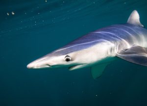 Celtic Deep Pembrokeshire blue sharks