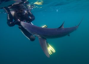 Celtic Deep Pembrokeshire blue shark