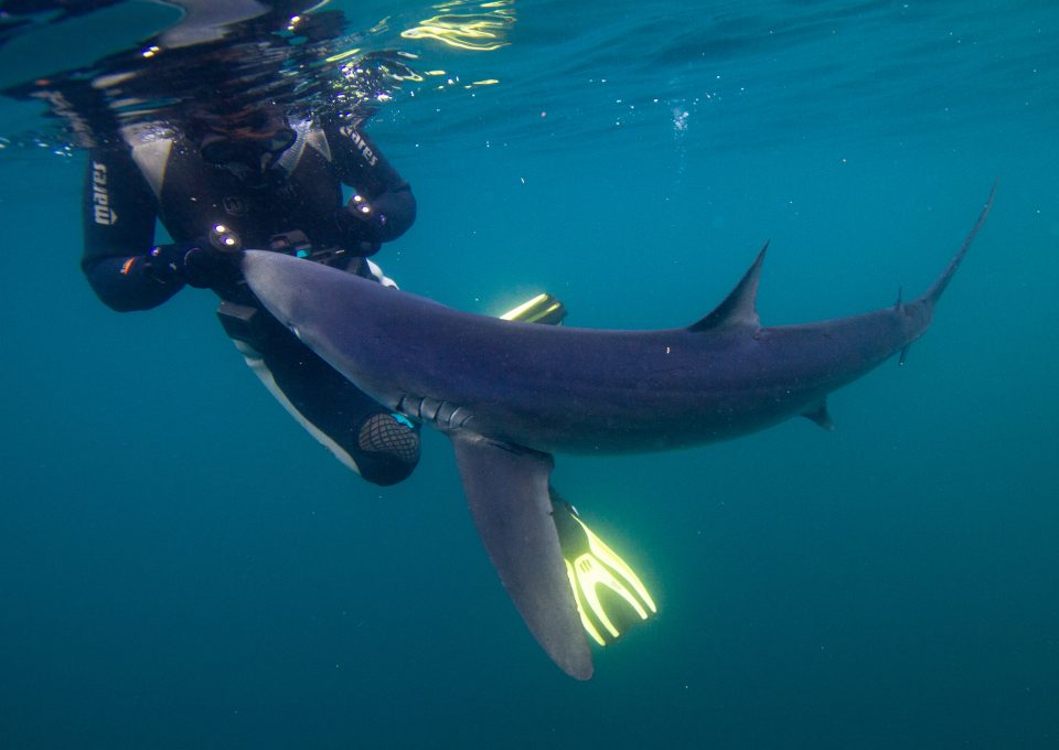 Celtic Deep Pembrokeshire blue shark