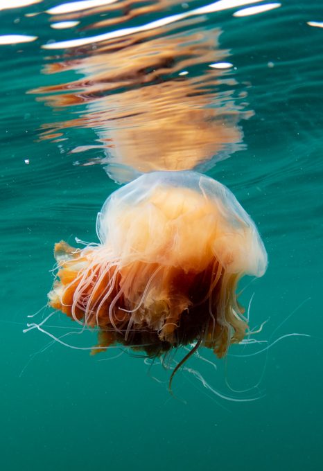 Celtic Deep Pembrokeshire jellyfish