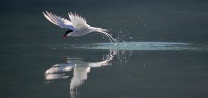 Richard Sidey Galexiid Arcti Tern
