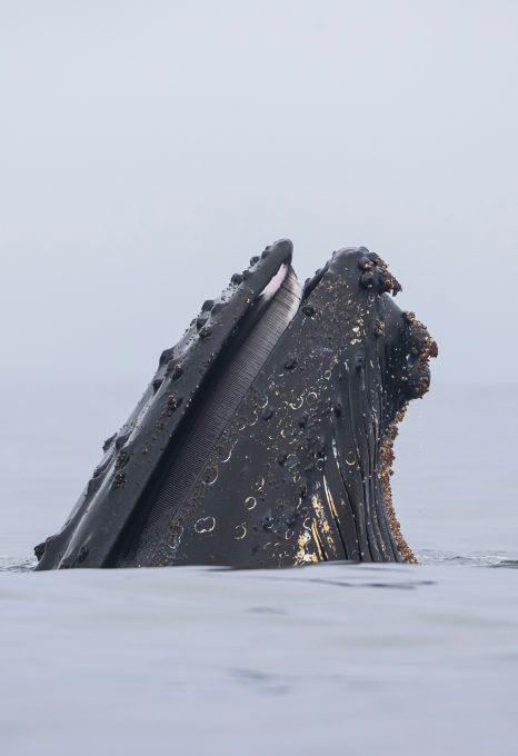 Richard Sidey Galexiid humpback whale