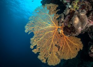osprey reef coral sea